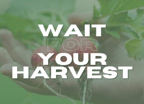 Wait for Your Harvest