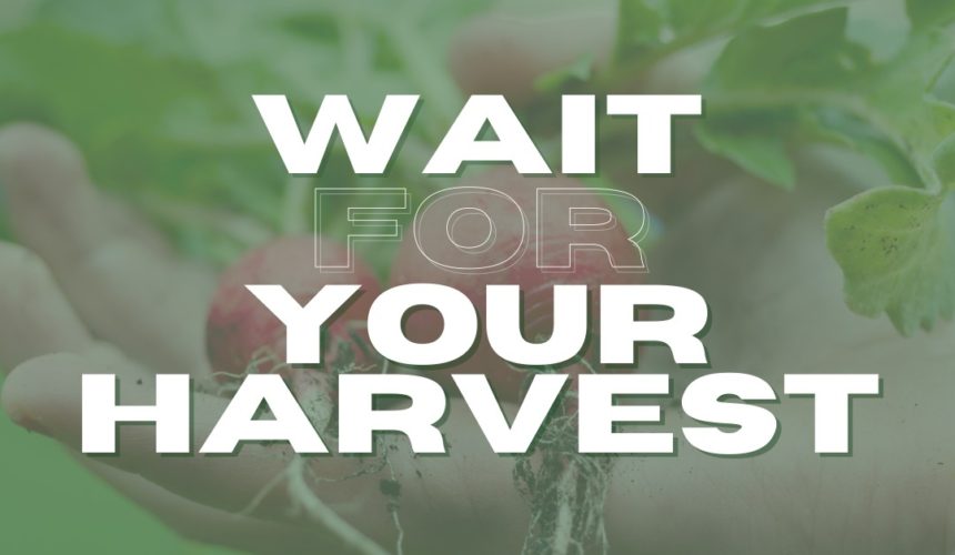 Wait for Your Harvest